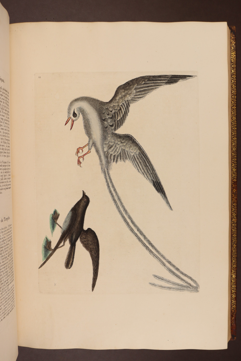 Plate 14